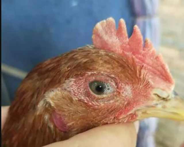 如何诊断鸡传染性喉气管炎，鸡传染性喉气管炎发病症状？ 